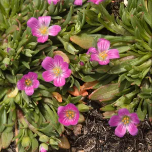 Calandrinia ciliata