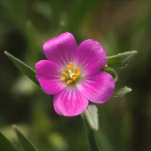 Calandrinia breweri