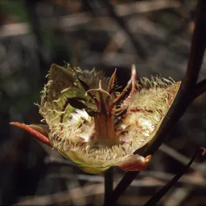 Calochortus tiburonensis