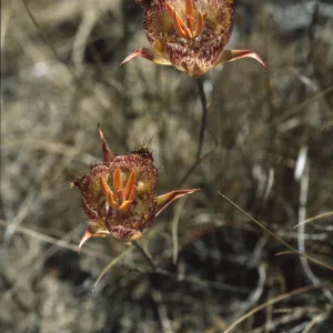 Calochortus weedii