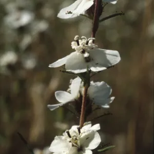 Calycadenia truncata