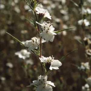 Calycadenia truncata
