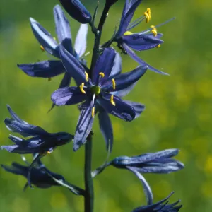 camassia