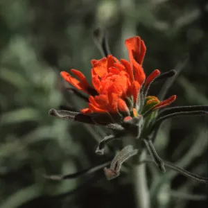 Castilleja foliolosa