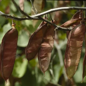 Cercis occidentalis