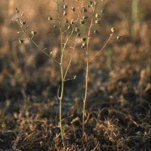 Chlorogalum purpureum var. purpureum