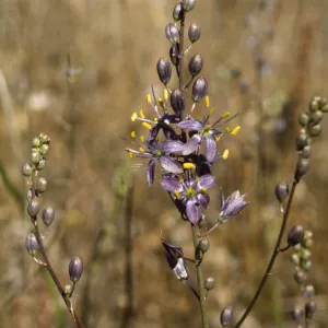 Chlorogalum purpureum var. purpureum