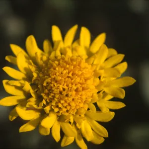 Chaenactis glabriuscula