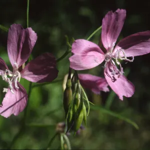 Clarkia biloba ssp. Brandegeeae