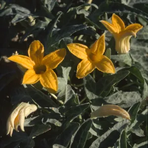 Cucurbita palmata
