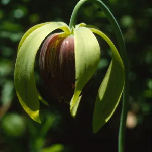 Darlingtonia