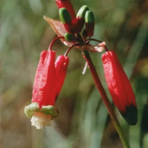 Dichelostemma ida-maia