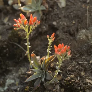 Dudleya cymosa ssp. pumila