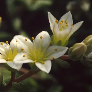 Dudleya nesiotica