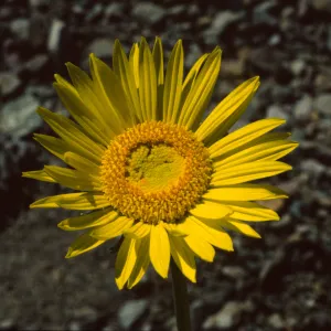 Enceliopsis argophylla