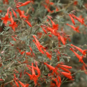 Epilobium canum