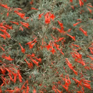Epilobium canum