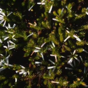 Erica regia