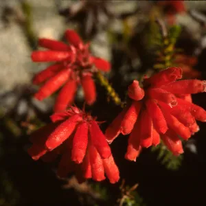 Erica cerinthoides