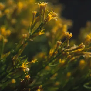 Ericameria cuneata