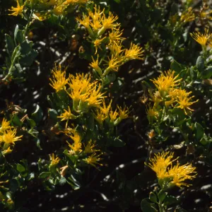 Ericameria cuneata