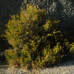 Ericameria cuneata