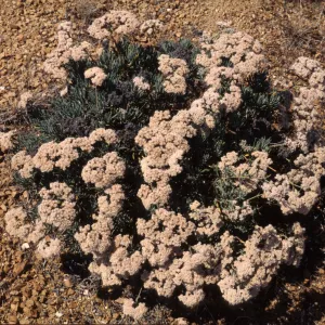 Eriogonum arborescens