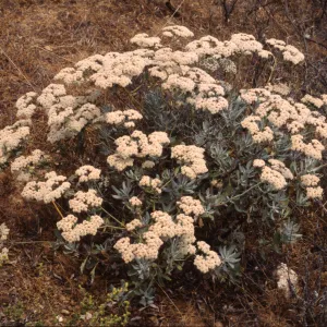 Eriogonum xblissianum