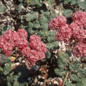 Eriogonum grande var. rubescens