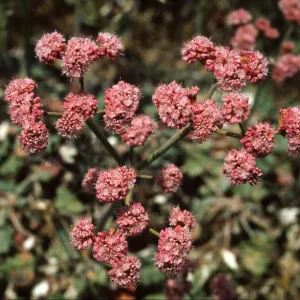 Eriogonum grande var. rubescens