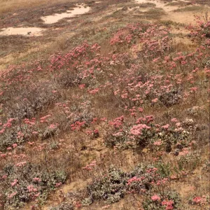 Eriogonum grande var. rubescens