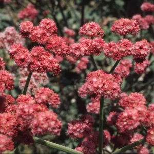 Eriogonum rubescens