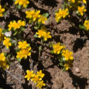Eriophyllum multicaule