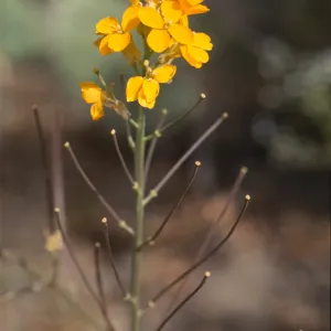 Erysimum capitatum