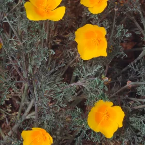 Eschscholzia californica