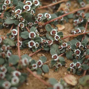 Euphorbia polycarpa
