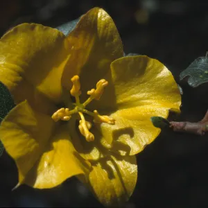 Fremontodendron californicum