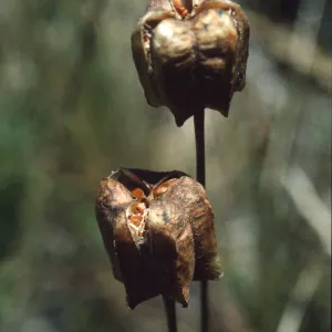 Fritillaria biflora