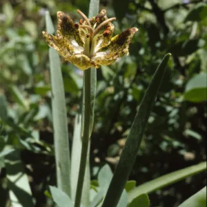 Fritillaria pinetorum
