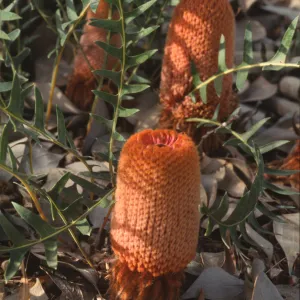 Banksia