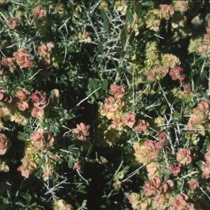 Grayia spinosa