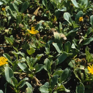 Grindelia stricta var. platyphylla