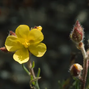 Helianthemum greenei