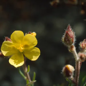 Helianthemum greenei