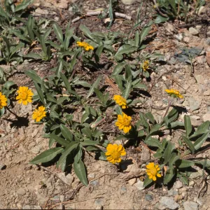 Helianthella californica var. shastensis