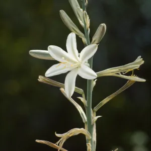 Hesperocallis undulata