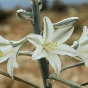Hesperocallis undulata