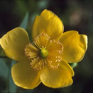 Hypericum