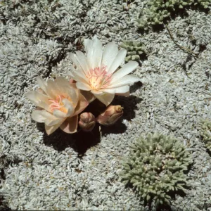 Lewisia rediviva