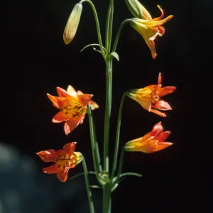 Lilium parvum